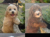 DNA health tested Cavapoos