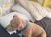 Staffordshire bull terrior