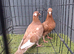 Muleman chicks