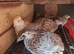 Healthy Quails, Chicks & Fertile Eggs available