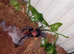 Tiger rump tarantula