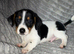 Black and white jack russle puppy's
