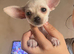 Beautiful chihuahua puppies