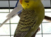 Dun Fallow Male Budgie