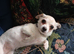 SADLY HAVING TO REHOME LOVING CHIHUAHUA