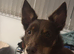Kelpie/collie cross