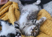2 beautiful female kittens