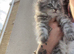 Maincoon cross persian