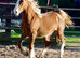 Stunning Barbie pony with all the bling