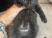 Stunning BSH KITTENS X
