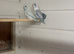 Breeding pair of parrotlets
