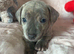 Staffy x puppies for sale
