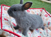 Adorable Baby Rabbits for Sale - Beautiful Colours