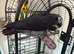 Timneh African grey 6 years old