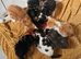 5 Playful kittens are looking for new homes