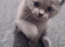 Beautiful kittens