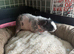 2 x boy skinny pigs