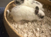 2 male Netherland dwarfs for sale