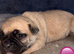 6 beautiful Frug Puppies