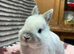 Friendly *vaccinated* netherland dwarfs