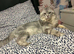 Bengal Cross Maine Coon Kittens Ready Now