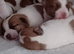 Jack Russell Terrier Puppies