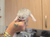 5 x persian mixed X kittens
