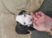 2 beautiful pups looking for their forever home