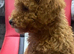 Kc Reg Red Miniature Poodles Available Now