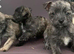 West Highland White cross west highland White x Chihuahua