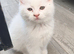 Ready now, 2 little girls short haired white Persian x kittens