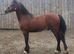 WELSH SECTION C BAY YEARLING COLT