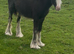 For sale 2 foal colt