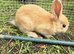 White or Brown New Zealand Rabbits