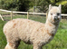 Handsome Pet Yearling Boys