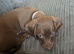 One puppy remaining
