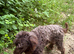 Beautiful curly chocolate poodle
