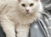 Beautiful TICA reg white female maine coon with blue eyes!