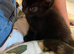 1 beautiful kitten left ready to leave