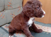 Cocker spaniel puppies