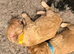 Cockapoo Puppies
