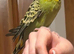 Show budgie called Wilson