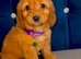 Adorable puppies