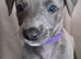 Beautiful KC Blue Whippet Puppies