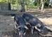 Mangalitsa - swallow-belly