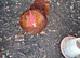 Bantam Cockeral