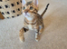 Stunning Pedigree Bengal Kittens