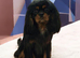 Kc Reg Cavalier King Charles Spaniel Stud