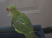 indian ringnecks