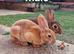 1 male 1 female mini rex